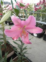 [1879 PinkWish DJ No01.JPG]